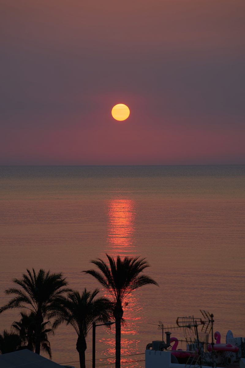 Atardecer palmeras rosa
